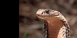 John Zorn’s Cobra