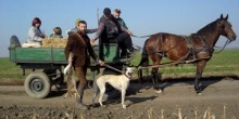 Csáki László - Pálfi Szabolcs: AGÁR – Projekt a Magyar Agárról videoinstalláció
