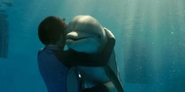 A delfin segít