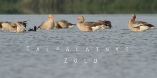 Két évtized a természetért - Talpalatnyi Zöld