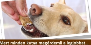 Kutyapékség nyitott, már sülnek a finom kutyakekszek