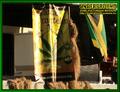 Gallery image 35