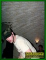 Gallery image 42