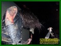 Gallery image 34