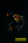 Gallery image 27